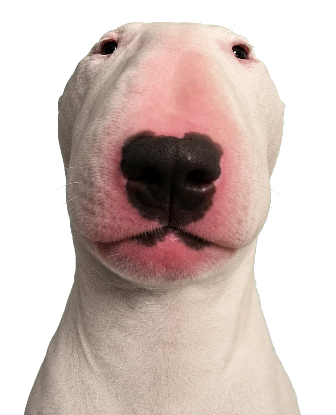 Wifi Dog, the whole face