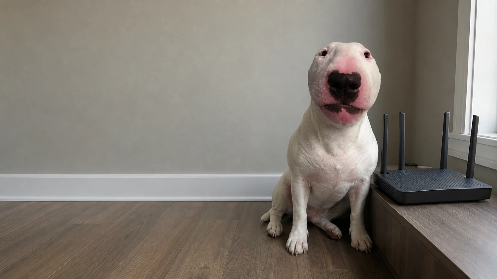 Wifi Dog sitting next to a router